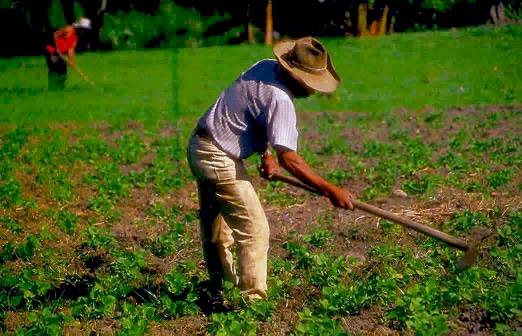 Campesino
